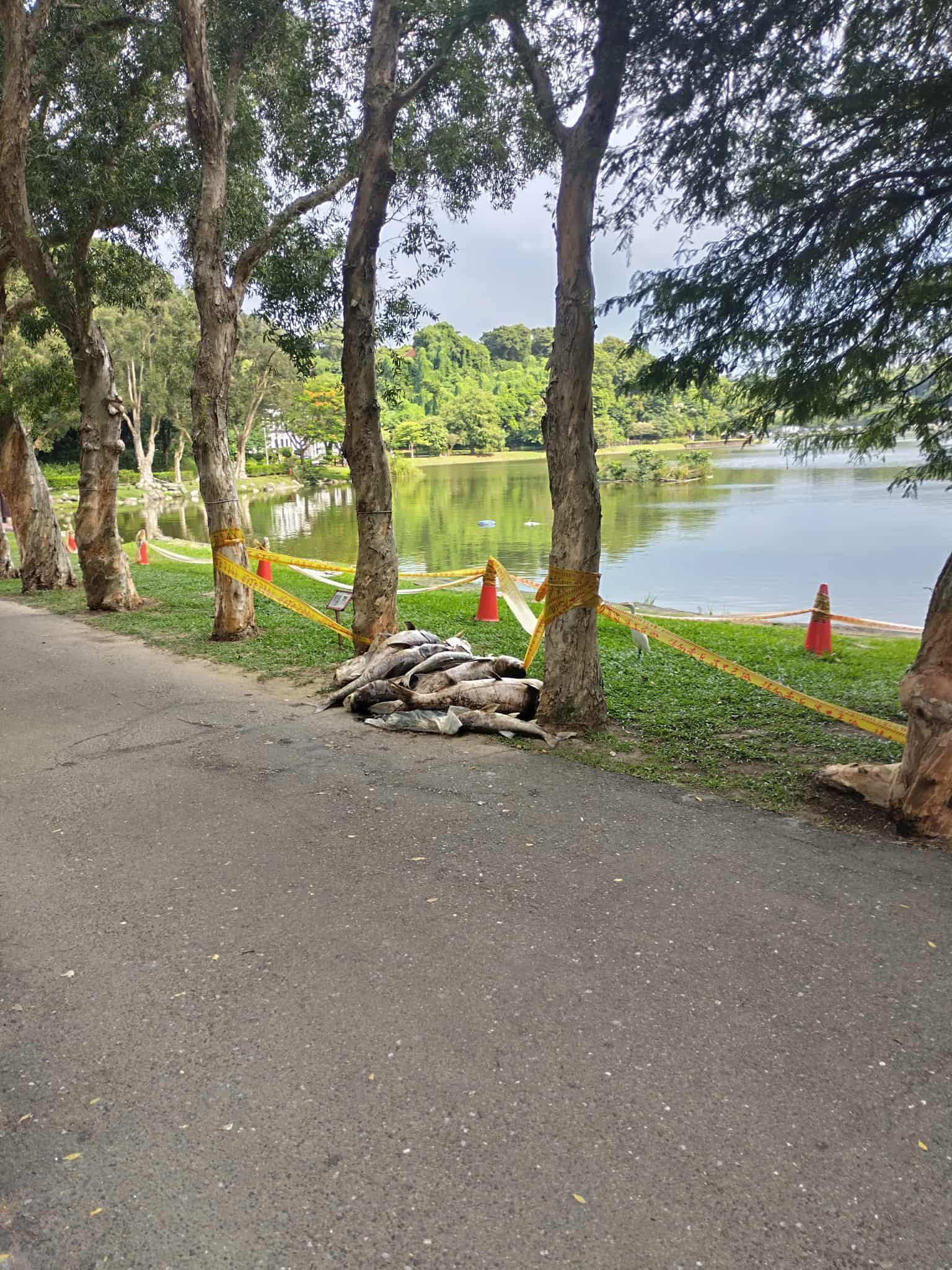 ▲碧湖公園漂72隻超過「10公斤」大頭鰱屍體　公管處：疑有人偷放生 （圖／翻攝自Facebook／陳宥丞）