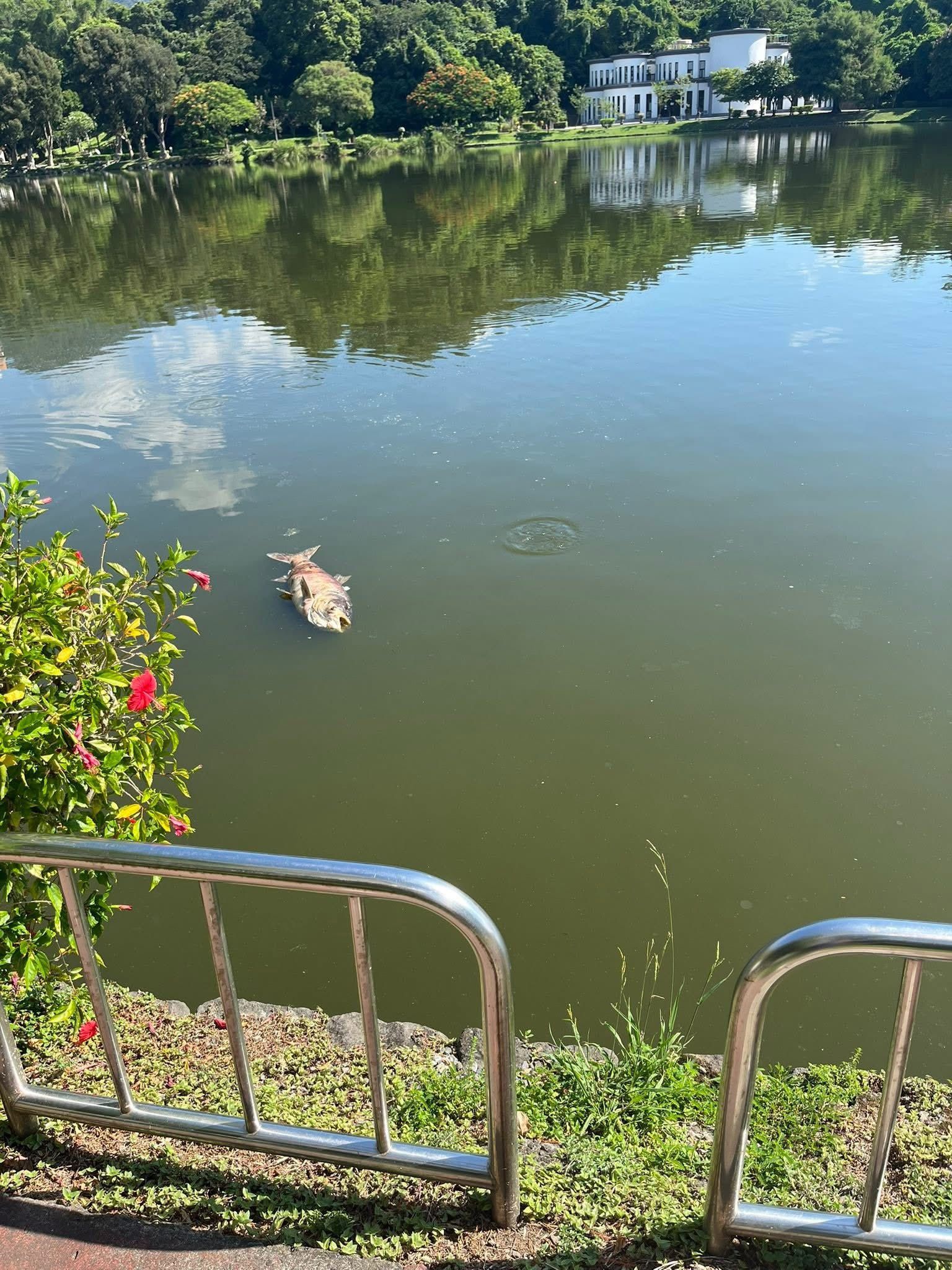 ▲碧湖公園漂72隻超過「10公斤」大頭鰱屍體　公管處：疑有人偷放生（圖／翻攝自Facebook／陳宥丞）