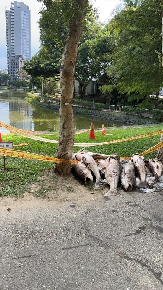 ▲碧湖公園漂72隻超過「10公斤」大頭鰱屍體　公管處：疑有人偷放生 （圖／翻攝自Facebook／陳宥丞）