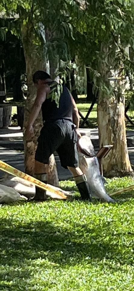 ▲碧湖公園漂72隻超過「10公斤」大頭鰱屍體　公管處：疑有人偷放生（圖／翻攝自Facebook／陳宥丞）