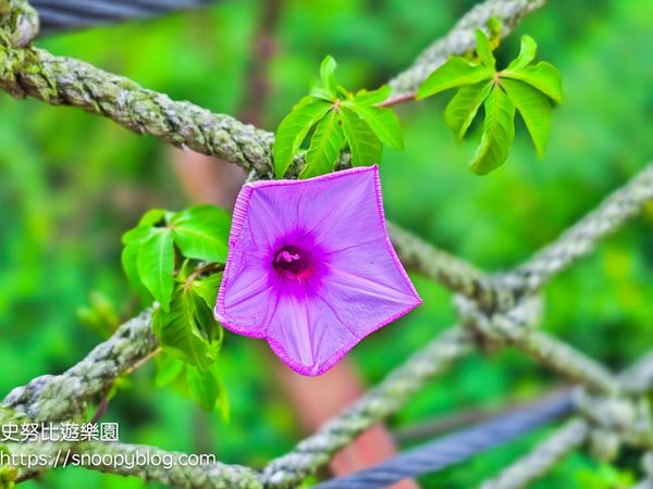 ▲▼北角吊橋。（圖／部落客史努比遊樂園授權提供）