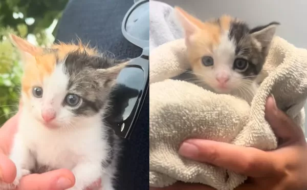 情侶參觀婚宴場地意外獲「三色貓女兒」　網感動：最棒婚禮禮物。（圖／翻攝自TikTok／ilove_chickenpotpie）