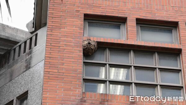 ▲▼ 金門大學3樓工管系辦公室窗戶外牆上，今日遭民眾發現一個宛如籃球般大小的虎頭蜂窩            。（圖／記者林名揚翻攝）