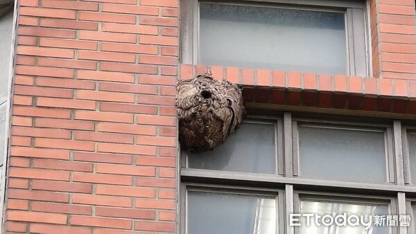 ▲▼ 金門大學3樓工管系辦公室窗戶外牆上，今日遭民眾發現一個宛如籃球般大小的虎頭蜂窩            。（圖／記者林名揚翻攝）