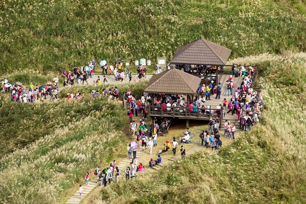 ▲▼2025草嶺古道芒花季。（圖／東北角風管處提供）