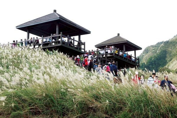 ▲▼2025草嶺古道芒花季。（圖／東北角風管處提供）