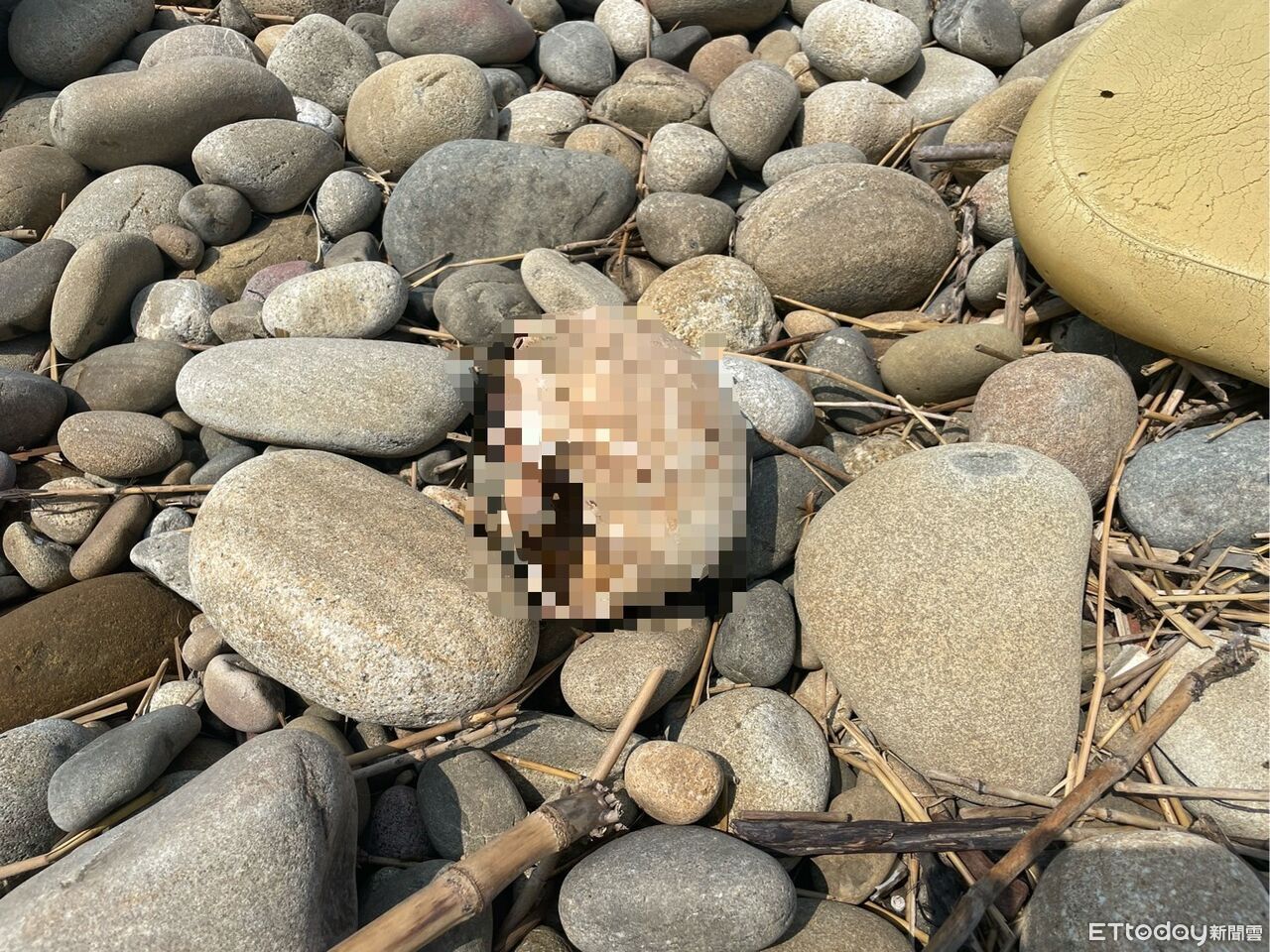 獨／超驚悚！台中出海口驚見「半顆頭顱」　急送法醫研究所