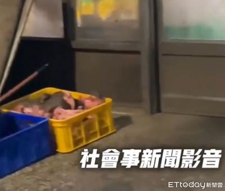 高雄肉店驚見「4隻米奇全家吃buffet」　噁心畫面曝！業者認疏失