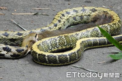 黑眉錦蛇先吞老鼠再吃松鼠LIVE秀 「這餐飽到天靈蓋」罕見畫面曝