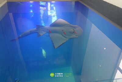 基隆海科館「波口鱟頭鱝」疑感染死亡 曾有野放計畫多次遭拖延