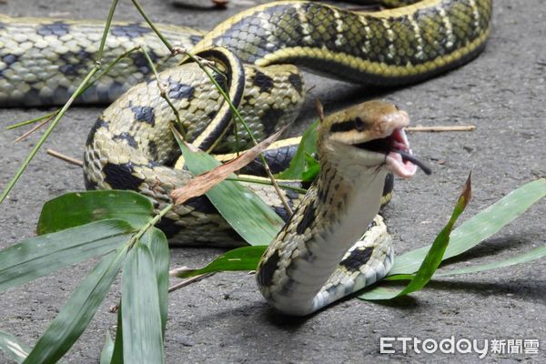 ▲攝影玩家林桔春目睹蛇吞松鼠，研判蛇先吞一隻老鼠，這餐可以飽到天靈蓋，更感嘆物競天擇的大自然法則。（圖／林桔春提供）