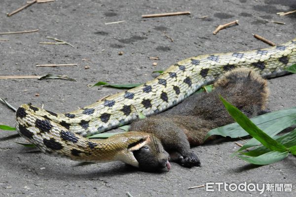 ▲攝影玩家林桔春目睹蛇吞松鼠，研判蛇先吞一隻老鼠，這餐可以飽到天靈蓋，更感嘆物競天擇的大自然法則。（圖／林桔春提供）