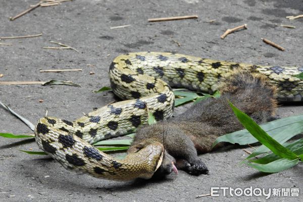 ▲攝影玩家林桔春目睹蛇吞松鼠，研判蛇先吞一隻老鼠，這餐可以飽到天靈蓋，更感嘆物競天擇的大自然法則。（圖／林桔春提供）