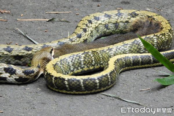 ▲攝影玩家林桔春目睹蛇吞松鼠，研判蛇先吞一隻老鼠，這餐可以飽到天靈蓋，更感嘆物競天擇的大自然法則。（圖／林桔春提供）