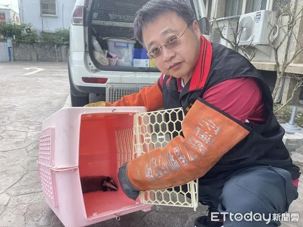 ▲▼花蓮縣政府農業處人員誘捕白鼻心寶寶送專業機構照養後再野放返回山林。（圖／花蓮縣政府提供，下同）