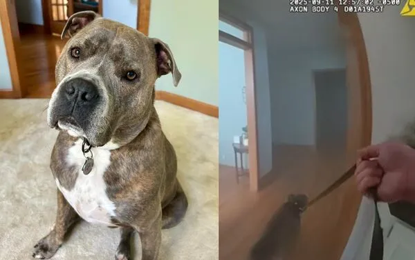 勇警衝進失火民宅救援　被受困聰明狗狗「牽繩帶路」逃出火場。（圖／翻攝自Aurora Illinois Police Department）