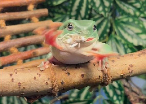 ▲。（圖／翻攝自IG／@charlies_frogs）