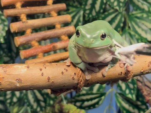 ▲。（圖／翻攝自IG／@charlies_frogs）