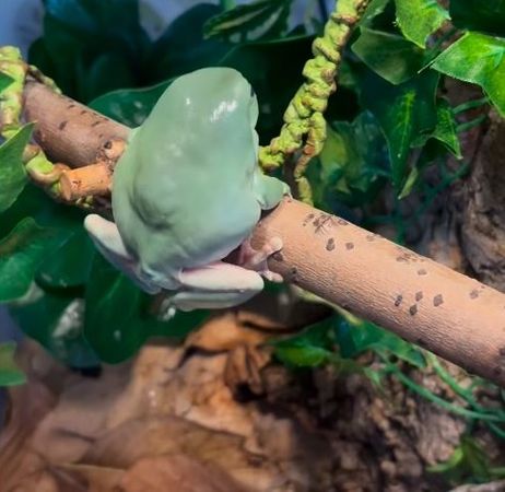 ▲。（圖／翻攝自IG／@charlies_frogs）