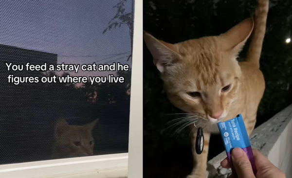 社區餵流浪動物「橘貓突然找到她家」　天天報到：奴才給我飯飯。（圖／翻攝自TikTok／nekonototoro）