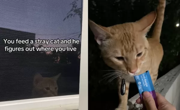 社區餵流浪動物「橘貓突然找到她家」　天天報到：奴才給我飯飯。（圖／翻攝自TikTok／nekonototoro）