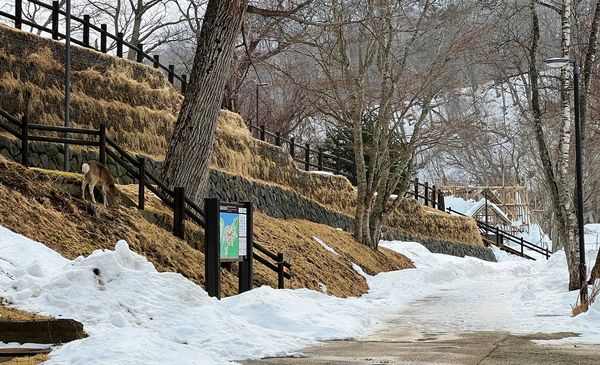 ▲▼北海道最安靜的冬日一隅，日本支笏湖一日遊行程安排。（圖／部落客CJ夫人提供）