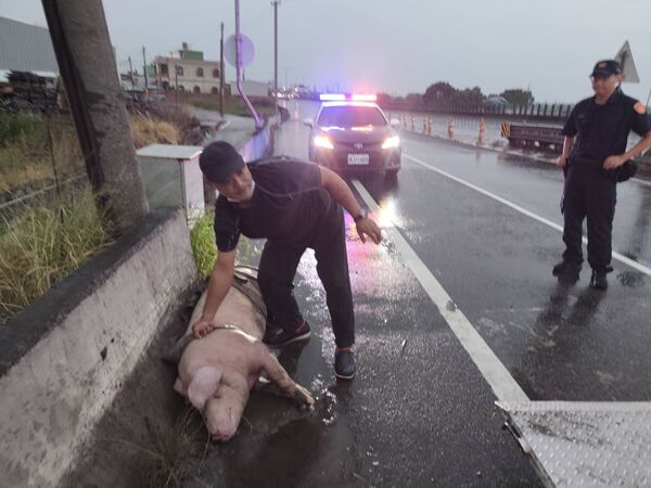 ▲▼苗西濱快速道路有大豬掉落路中。（圖／翻攝自苗栗縣動物保護防疫所)