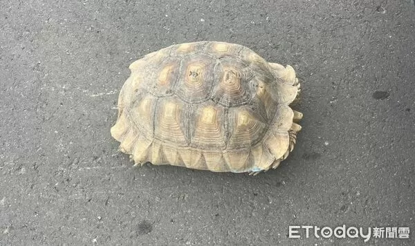 ▲善化警方巡邏時發現蘇卡達象龜誤闖市道，趕緊將牠帶回所內照料。（記者林東良翻攝，下同）