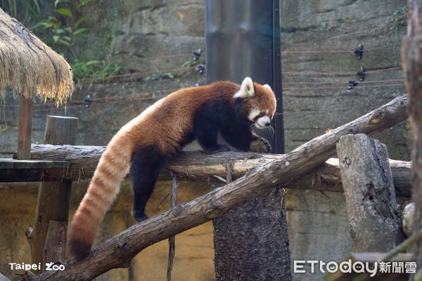 世界小貓熊日。（圖／台北市立動物園提供）