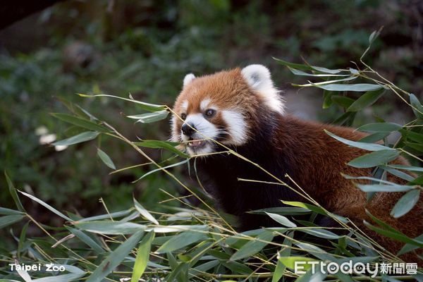 世界小貓熊日。（圖／台北市立動物園提供）