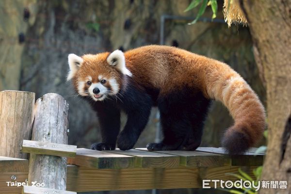 世界小貓熊日。（圖／台北市立動物園提供）