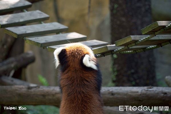 世界小貓熊日。（圖／台北市立動物園提供）