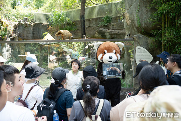 世界小貓熊日。（圖／台北市立動物園提供）