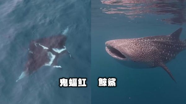 ▲▼             。（圖／記者潘鳳威攝）