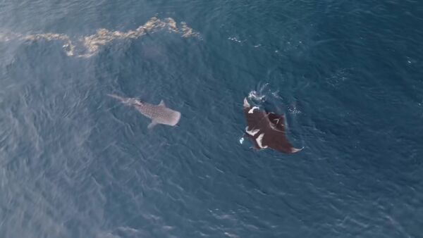 ▲ 澎湖海洋保育志工團隊昨日前往海調時，發現一隻被延繩釣繩纏繞的鬼蝠魟 。（圖／享飛影像工作室提供）