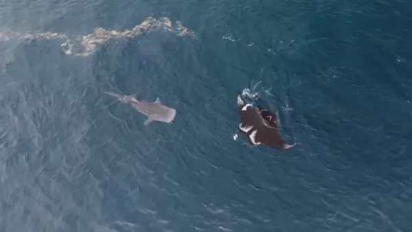 ▲ 澎湖海洋保育志工團隊昨日前往海調時，發現一隻被延繩釣繩纏繞的鬼蝠魟 。（圖／享飛影像工作室提供）