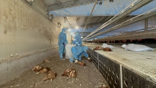 ▲彰化芳苑鄉爆發禽流感撲殺1萬3,375隻蛋雞。（圖／彰化動防所提供）