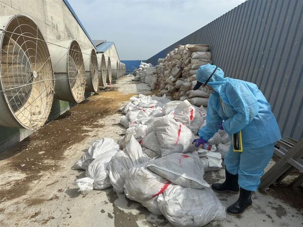 ▲彰化芳苑鄉爆發禽流感撲殺1萬3,375隻蛋雞。（圖／彰化動防所提供）