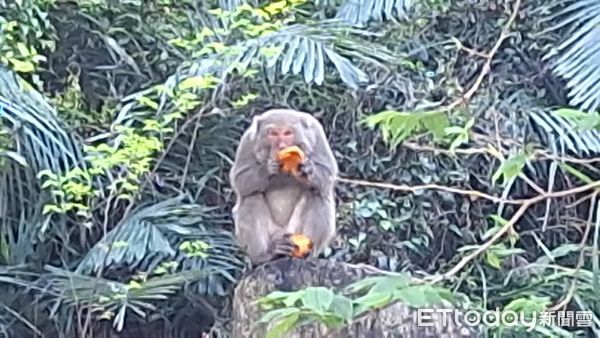 ▲▼             。（圖／記者李陳信得攝）