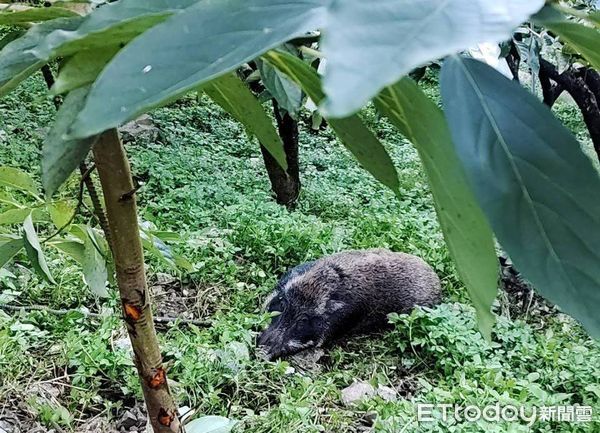 ▲▼             。（圖／記者李陳信得攝）