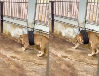 壽山母獅玩輪胎「窘卡半身」　大貓液體術脫困保育員曝平時性格　