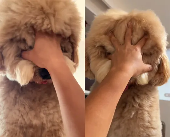 黃金貴賓犬毛超多。（圖／翻攝自小紅書@皮薄大餡是餛飩）