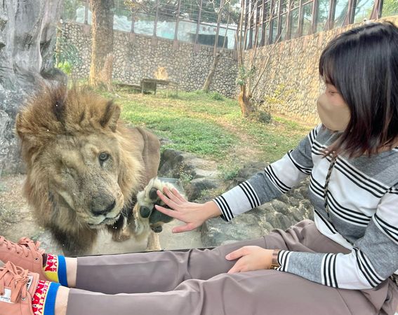 壽山動物園獅子。（圖／翻攝自壽山動物園臉書）