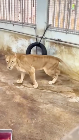 壽山動物園獅子。（圖／翻攝自壽山動物園臉書）