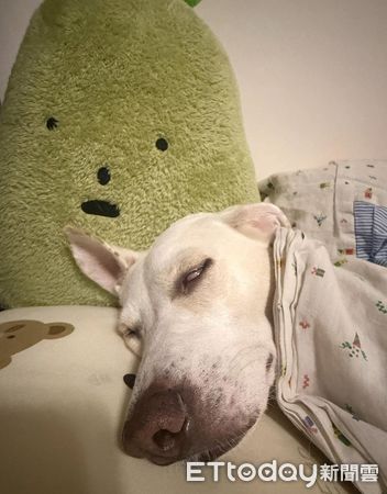 ▲。（圖／Threads@soy.__.milkk提供，請勿隨意翻拍，以免侵權。）