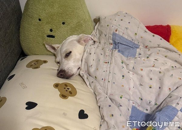 ▲。（圖／Threads@soy.__.milkk提供，請勿隨意翻拍，以免侵權。）