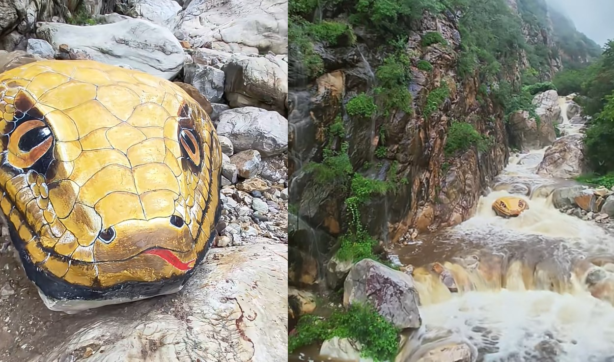 ▲河南風景區驚見黃金蟒蛇頭。（合成圖／翻攝自微博、抖音）