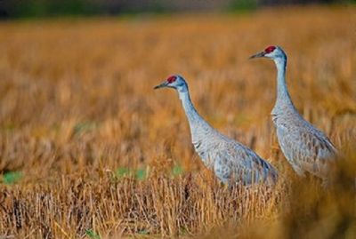 路中央「紅頭巨鳥」傻站不走 鄰居叫他快逃反而變跟屁鳥