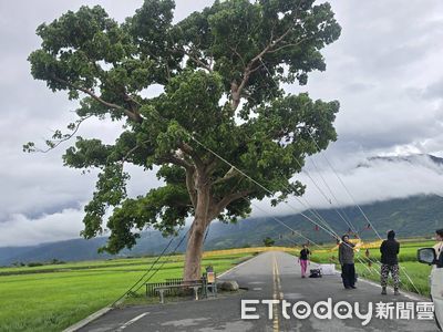 「金城武樹」五花大綁畫面曝 「繩索+鉚釘」對決強颱樺加沙