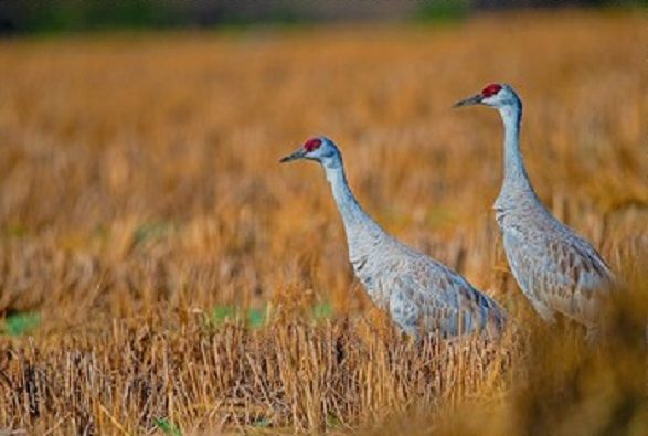 ▲。（圖／雲林縣野鳥學會前副理事長吳崇漢提供，請勿隨意翻拍，以免侵權。）